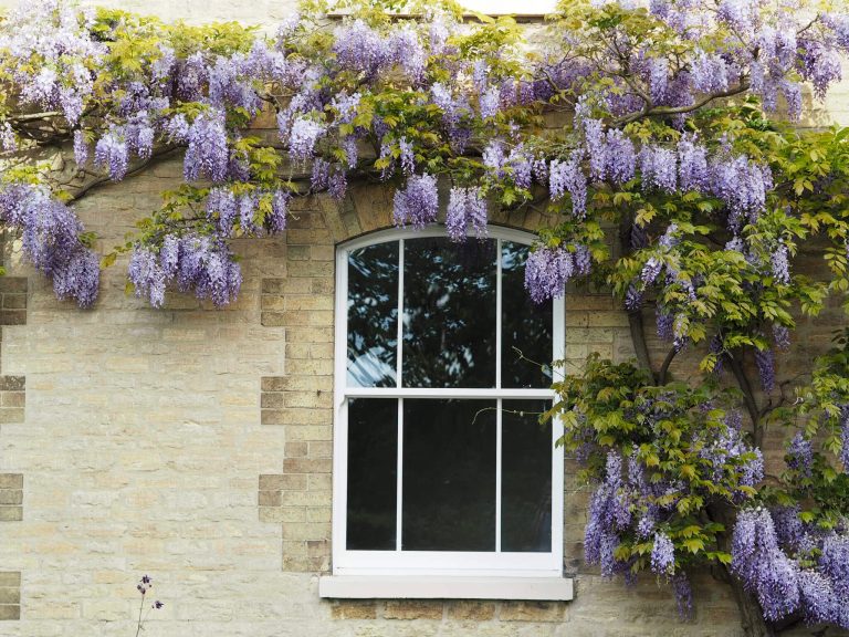 ultimate rose sash windows